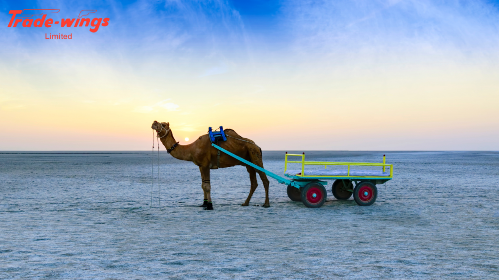 Rann of kutch - Rann Utsav 2025 - Best and affordable packages by Trade Wings Limited